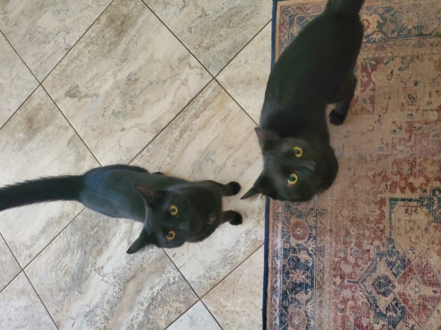 Lloyd & Tate